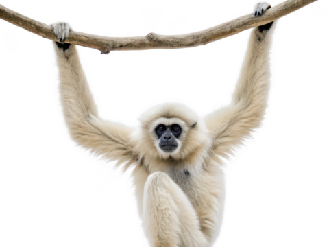 gibbon animal png primate png small ape png tree-dwelling monkey png forest gibbon png wildlife primate png long-armed ape png transparent background image