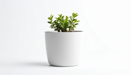 Small Green Plant In White Pot Against White Background