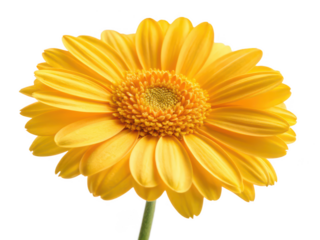 golden marguerite flower png yellow daisy flower png golden chamomile png blooming marguerite png garden flower png ornamental yellow flower png transparent background image