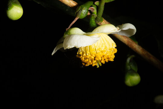 Flor da goiaba em goiabeira florindo para produzir mais frutos. 