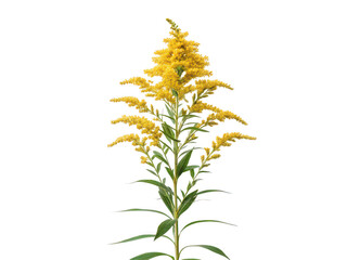 Fototapeta premium goldenrod png yellow wildflower png goldenrod plant png medicinal herb png garden perennial png tall yellow bloom png golden floral plant png transparent background image