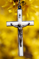Broom in bloom in spring. Crucifix on a yellow background.