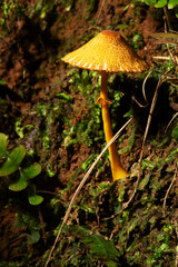 Cogumelo de cor amarela e bastante textura.