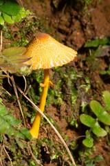 Cogumelo de cor amarela e bastante textura.