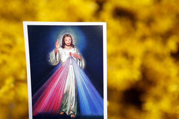 Broom in bloom in spring. Religious image with the Divine Mercy of Jesus.