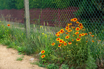 cluster of blooming blanket flowers (Gaillardia) with red and yellow petals growing by a chain-link...