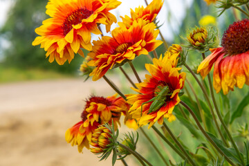 vibrant red and yellow gaillardia flowers with a green grasshopper perched on one of the blooms. The scene is set near a rural dirt road, with a blurred natural background.