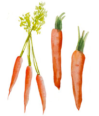 Watercolor Carrot Illustration Set. Hand Drawn Fresh Vegetables