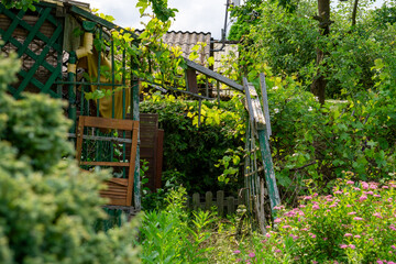dilapidated wooden gazebo on an overgrown garden plot, surrounded by dense vegetation and flowering...