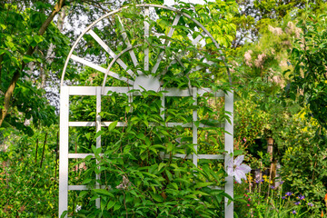 White metal garden pergola covered with dense climbing plants, surrounded by lush greenery and...