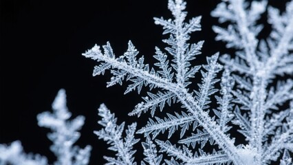 Delicate frostwork ice crystals forming intricate patterns on black, a mesmerizing abstract winter texture