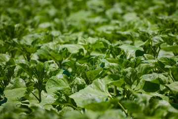 an agricultural field with a young, green sunflower crop