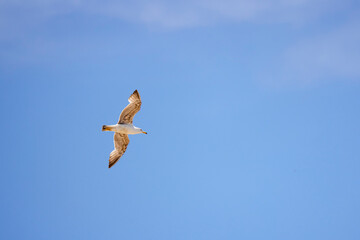 a beautiful seagull in flight seen from below in the blue summer sky