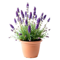 Fototapeta premium Lavender flowers in pot isolated on transparent background.