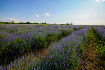 a lavender crop with weeds that grow among the bushes