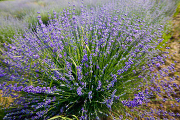 Obraz premium a lavender crop with weeds that grow among the bushes