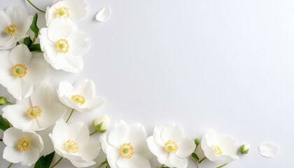 white flowers on white background with copy space