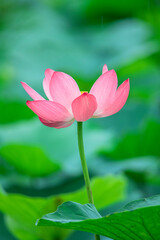 Fototapeta premium The green lotus pond is full of beautiful lotus flowers in full bloom