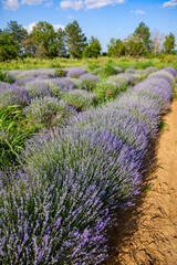 a lavender crop with weeds that grow among the bushes