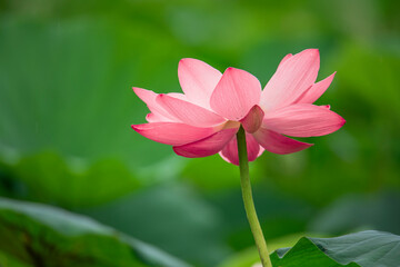 Obraz premium The green lotus pond is full of beautiful lotus flowers in full bloom