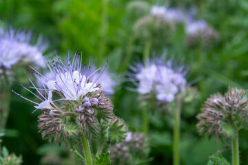 purple thistle phacelia flower in bloom