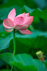 Obraz premium The green lotus pond is full of beautiful lotus flowers in full bloom