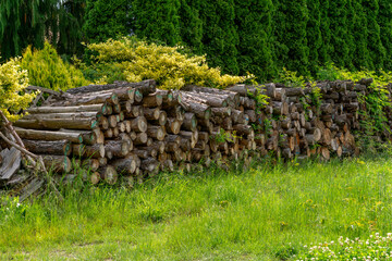 Stack of cut firewood lying on green grass in a garden, with ornamental shrubs and tall conifer trees in the background.