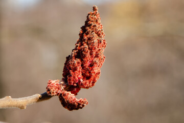 Naklejka premium Staghorn Sumac (Rhus typhina)