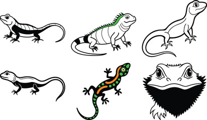 Striated Emerald Lizard
