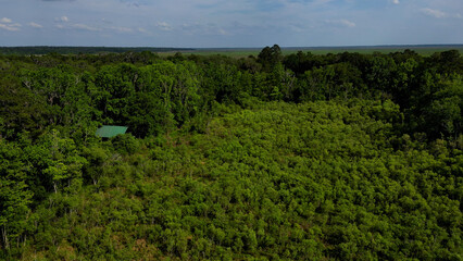 Biven's Arm Nature Preserve - Gaiensville, Fl 4k