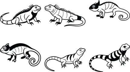 Striated Emerald Lizard
