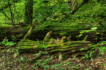 Fallen trees covered in moss