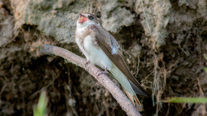 red headed woodpecker