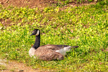 Canadian Goose on Grass