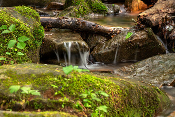Creek in forest with green foliage