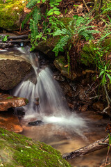 Small waterfall surrounded by green foliage