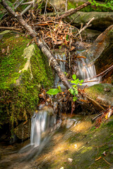 Running creek in foest with lush foliage