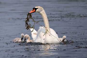 Mute swan and cygnets pulling up water plants to feed babies and herself