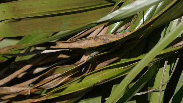 Blue-tailed ornate day gecko endangered endemic species of Mauritius in natural habitat 