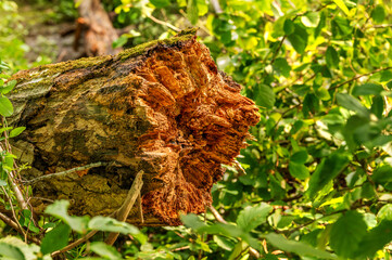 Tree trunk stump