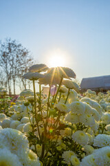 Flowers bloom in the morning, chrysanthemums