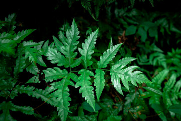 Ferns grow naturally in forests.