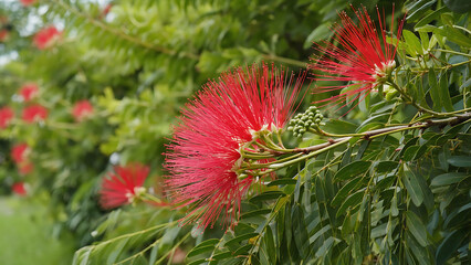 Red Powder Puff flower on a tree