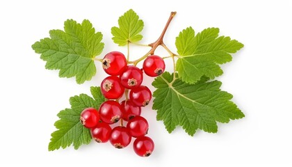 Bright red currant berries with green leaves, demonstrating their freshness and natural beauty on a completely white background. AI generated.