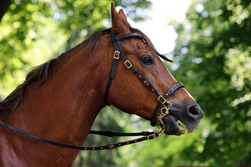 A beautiful bay dressage horse portrait with medieval