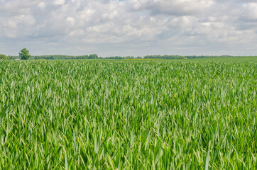  Lush green cornfield under cloudy sky during summer growing season. High quality photo