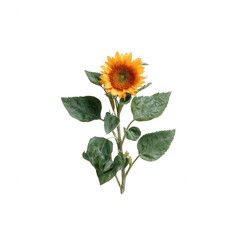 Fototapeta premium Vibrant sunflower with green leaves on a white isolated background, perfect for nature-themed designs and floral decor.