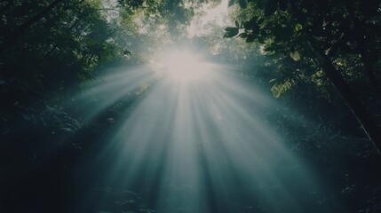 Sunlight piercing dense forest canopy