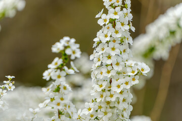 白く小さな花が密集して咲くユキヤナギの枝