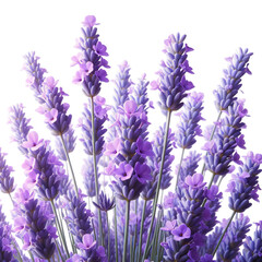 Naklejka premium Beautiful lavender flowers bouquet isolated on transparent background isolated on white background
